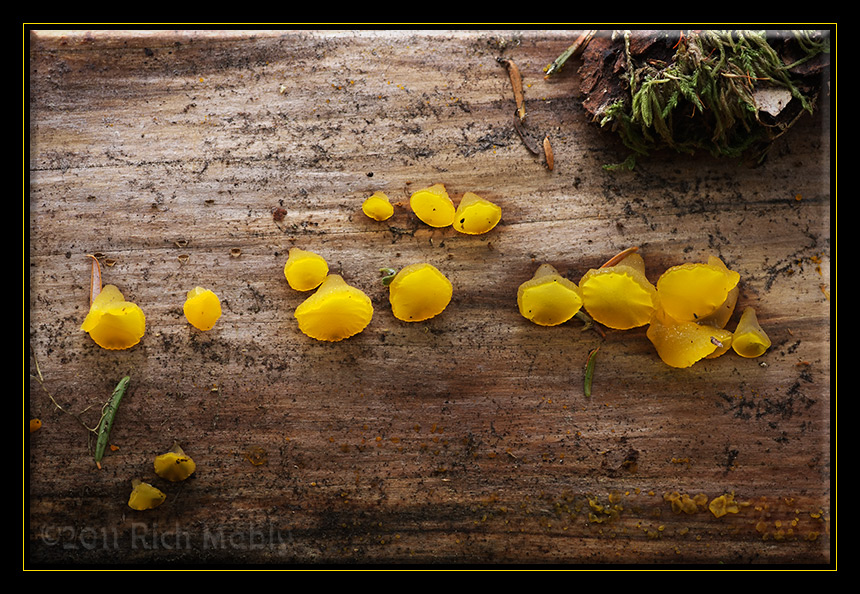 Heterotextus alpinus